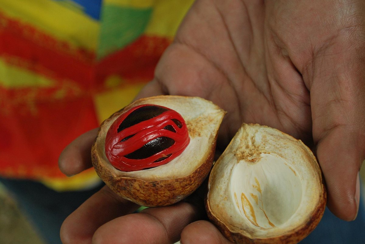 Nutmeg Fruit