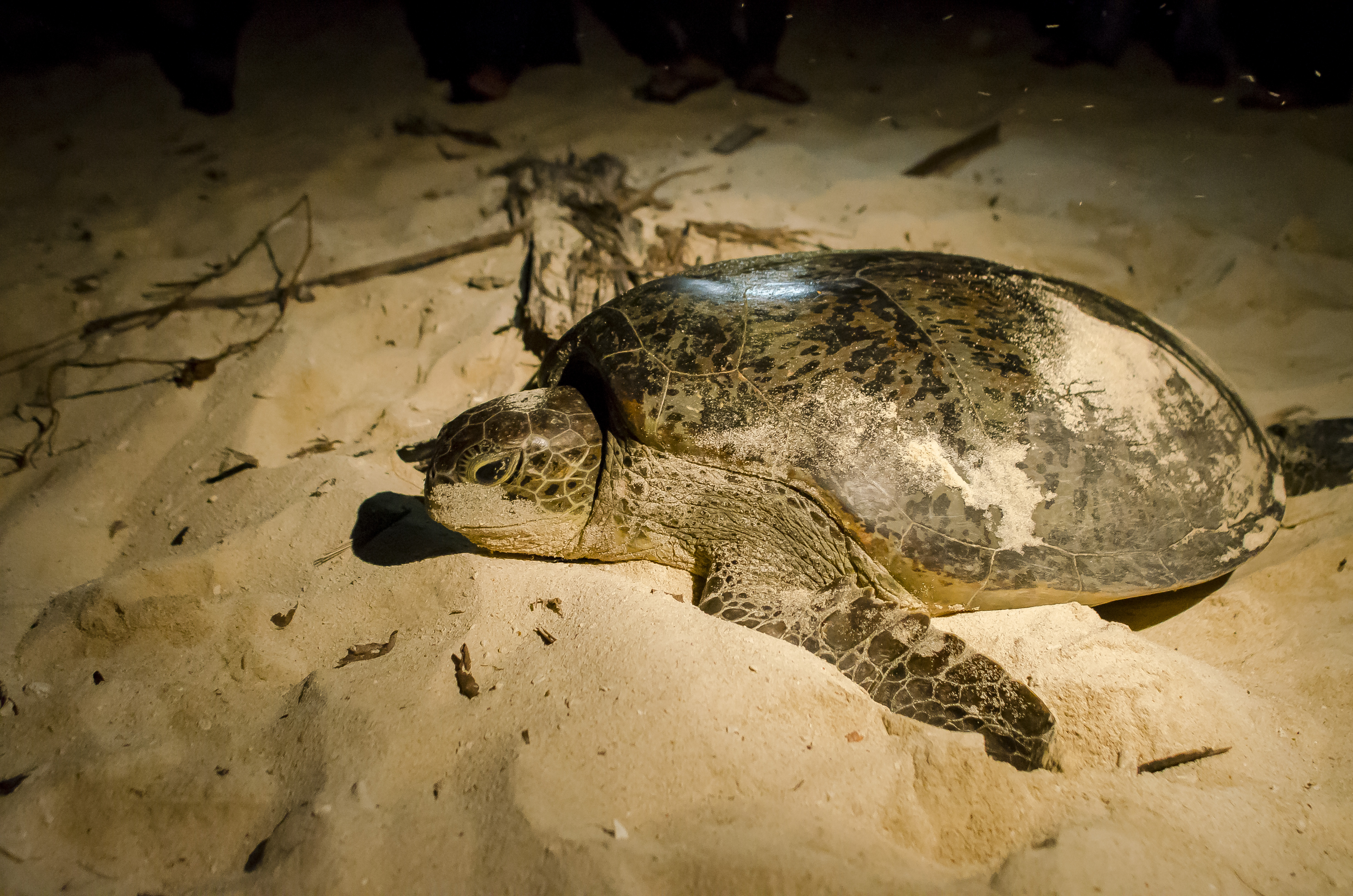 Sukamade Tour - Meru Betiri National Park