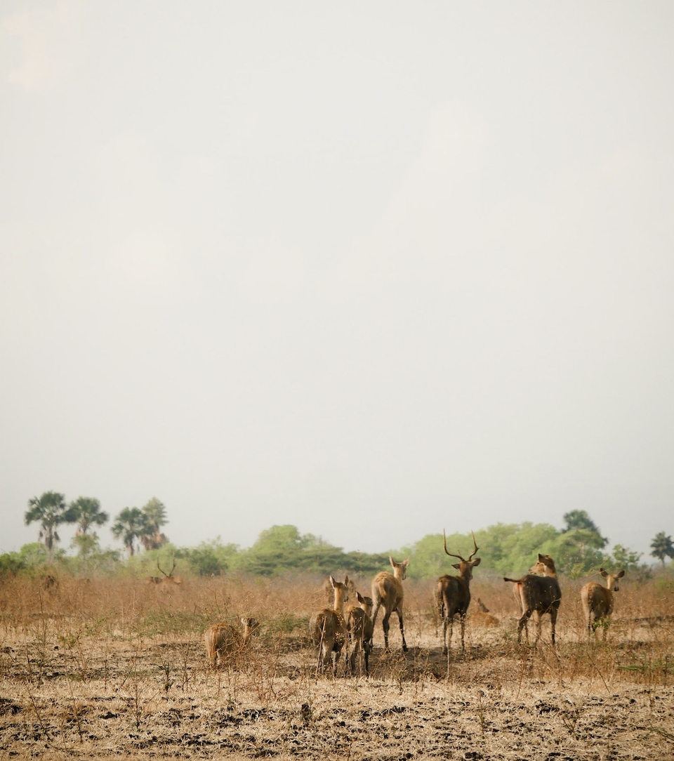 Alas Purwo Tour - The Jungle